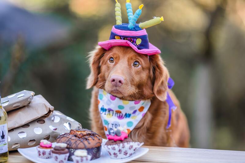 gift ideas for pets